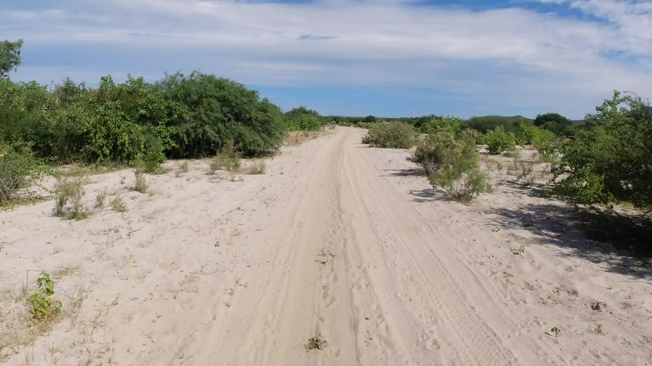A pale sandy road in Los Cabos runs between low green shrubs under bright blue sky and thin clouds, with no visible people.