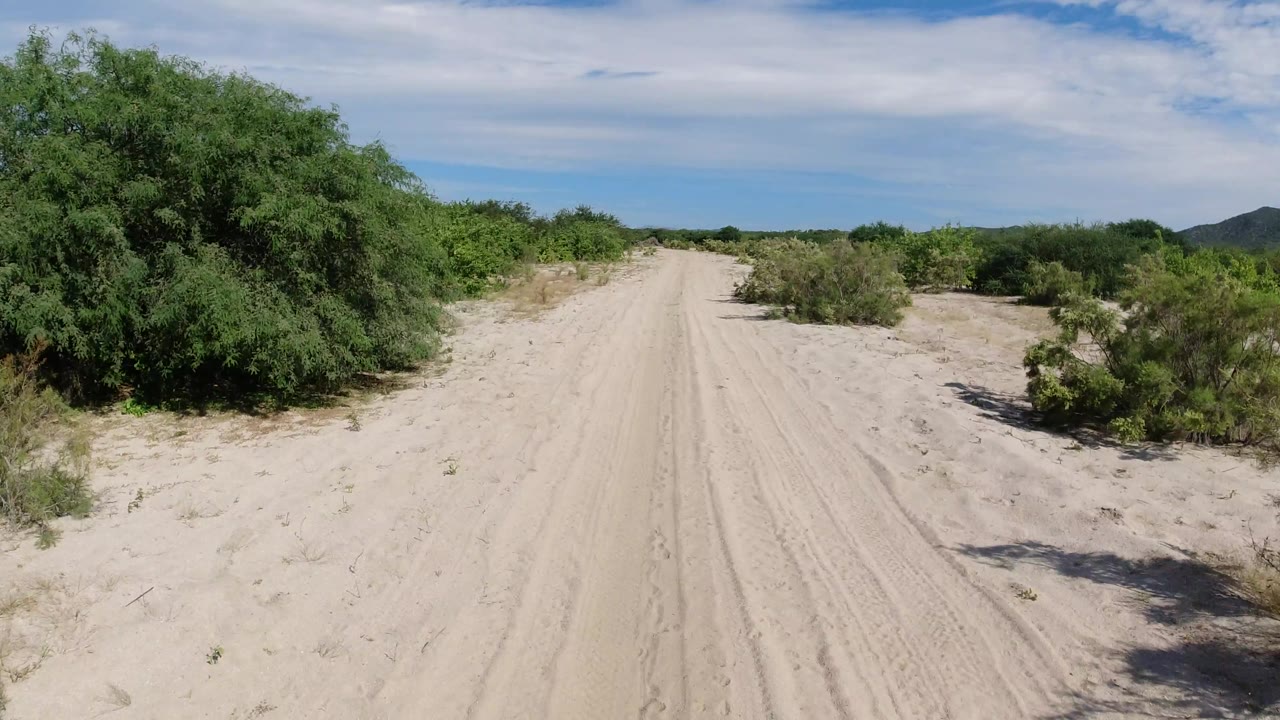 Sandy road passing a large green shrub with distant hills at right.