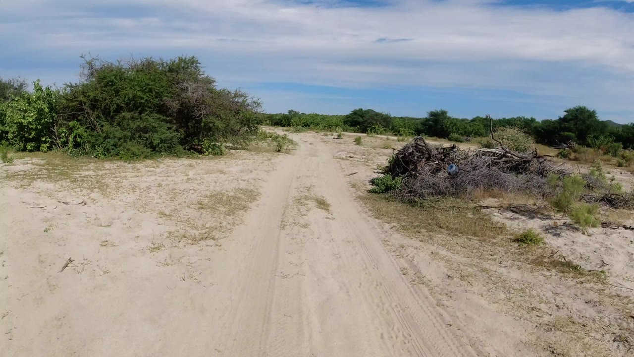 Sandy track through dry Los Cabos desert terrain with low green scrub, a brush pile on the right, bright daylight, and no visible people.