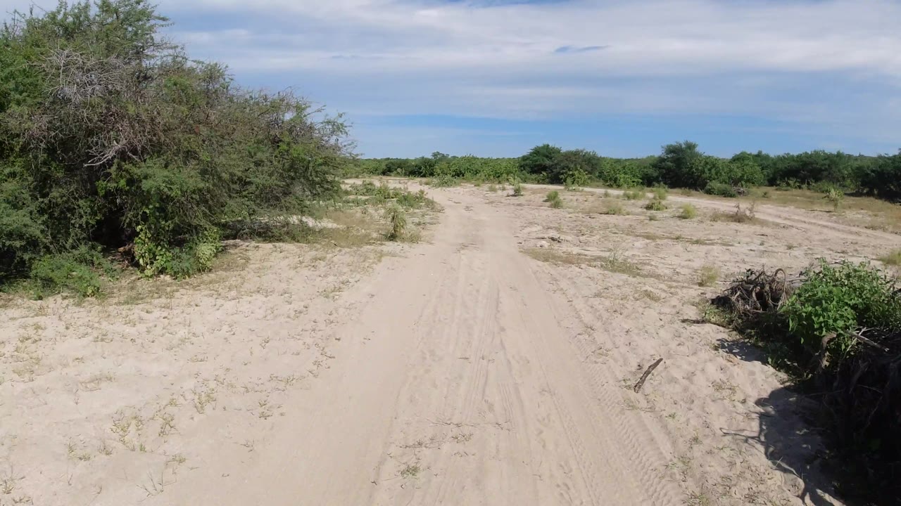 Sandy desert road curving past dense bushes and dry brush.