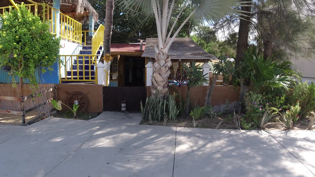 Los Cabos house exterior with the palm trunk centered, a shaded doorway, yellow railings on the left, dense greenery on the right, and no visible people.