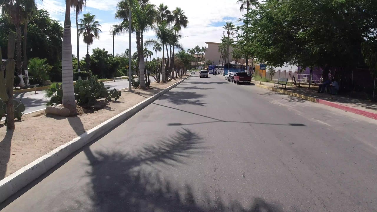 Los Cabos road view with palm trees, a curbside planting strip, parked cars near shops, and no clearly visible people in this opening frame.