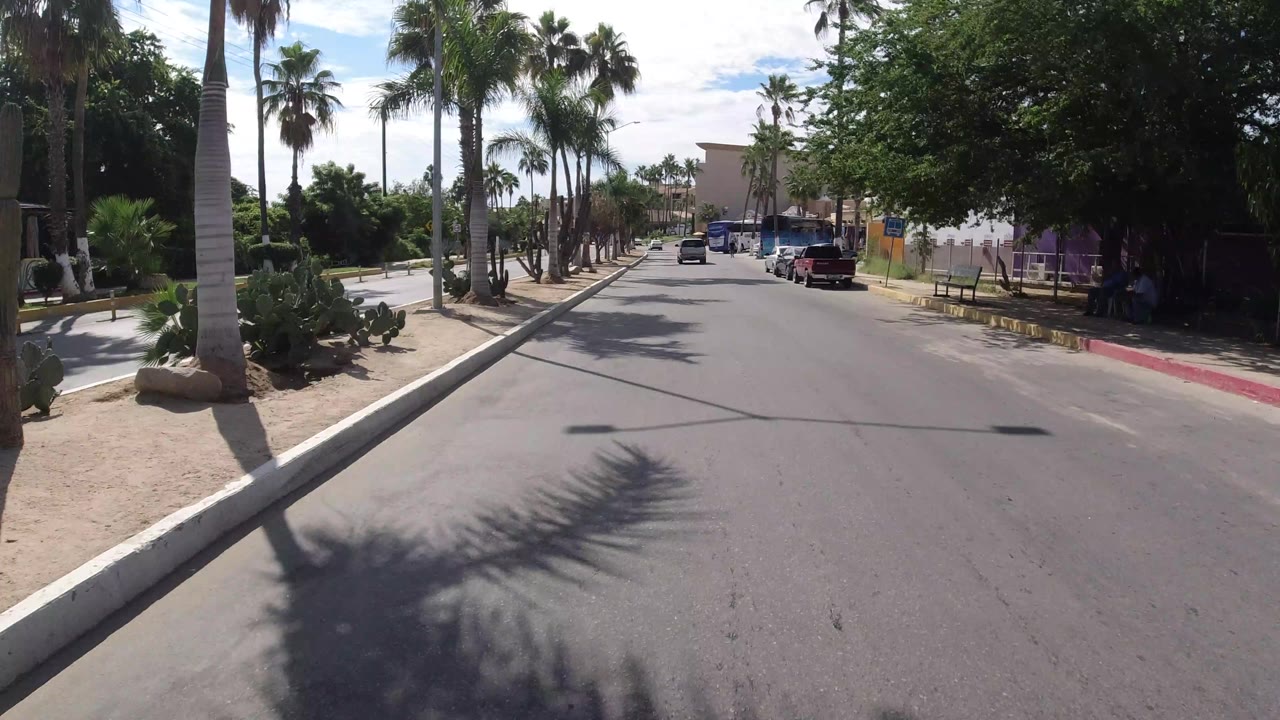 Los Cabos street scene with palm trunks close to the curb, parked vehicles on the right, storefronts ahead, and pedestrians partially visible in sidewalk shade.