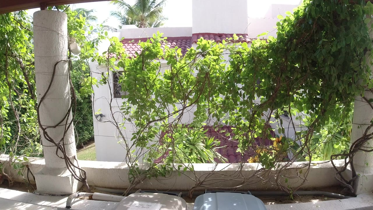 Green vines frame a white residential exterior in bright sun.
