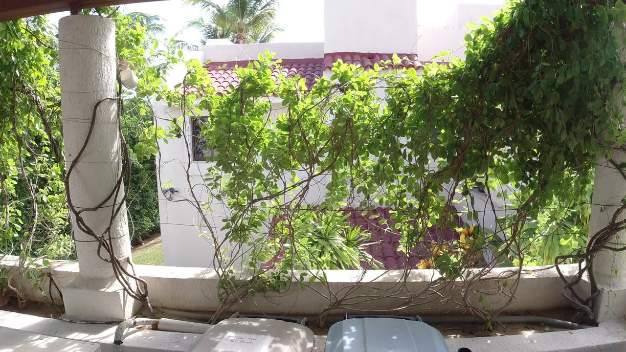 Opening frame of a Los Cabos terrace detail with white columns, tangled vines, bright green leaves, a red tile roof in the background, and no visible people.