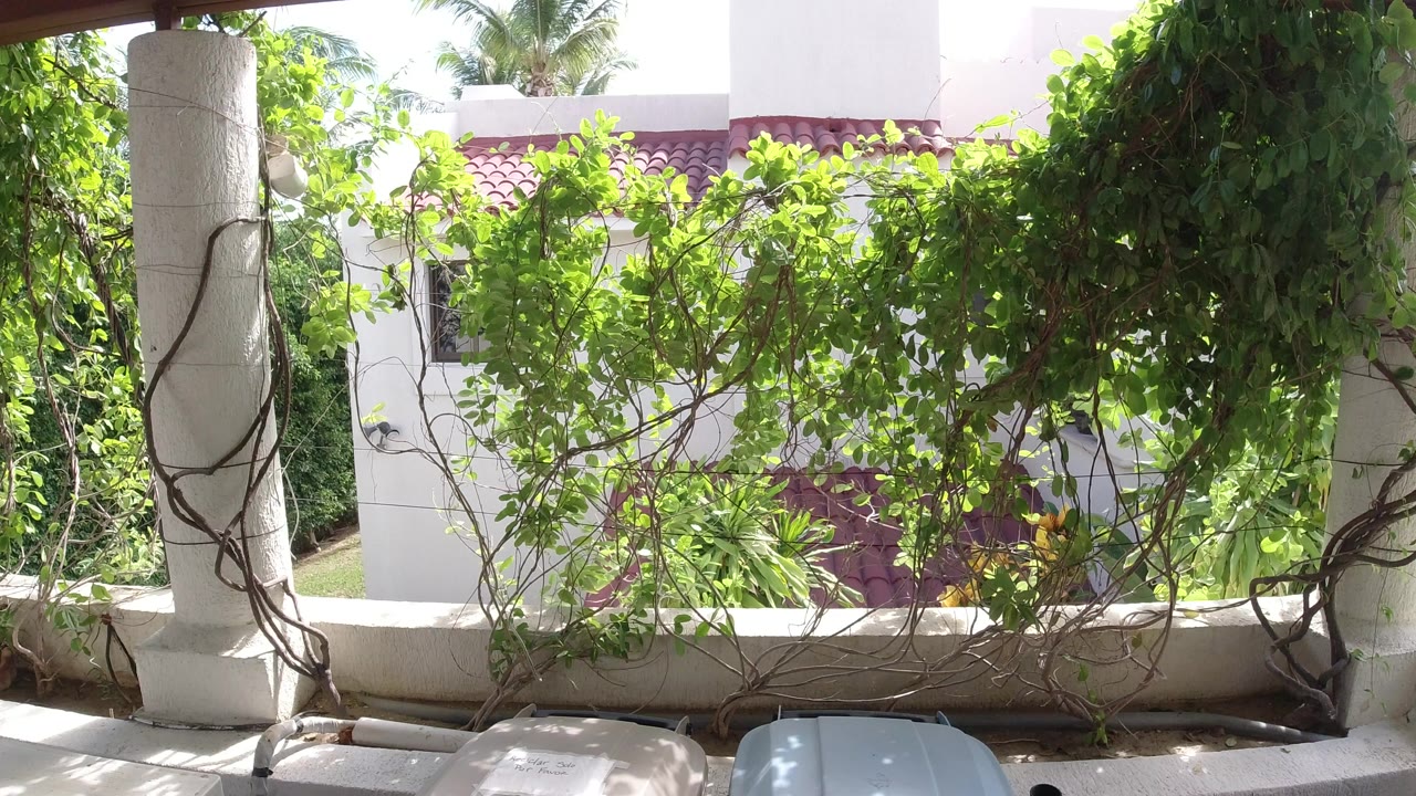 Green vines hanging between white columns beside a red-tiled building.