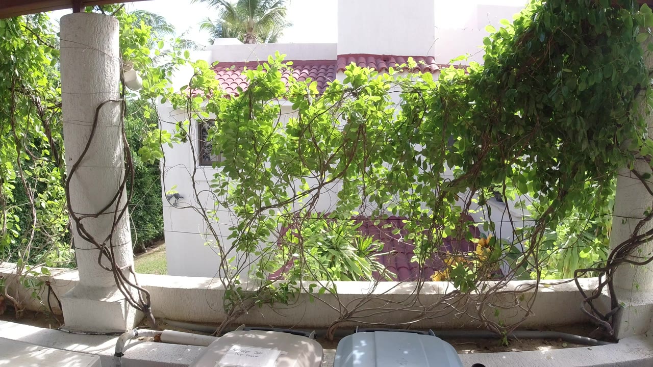 Sunlit white house wall behind dense green vines and patio columns.