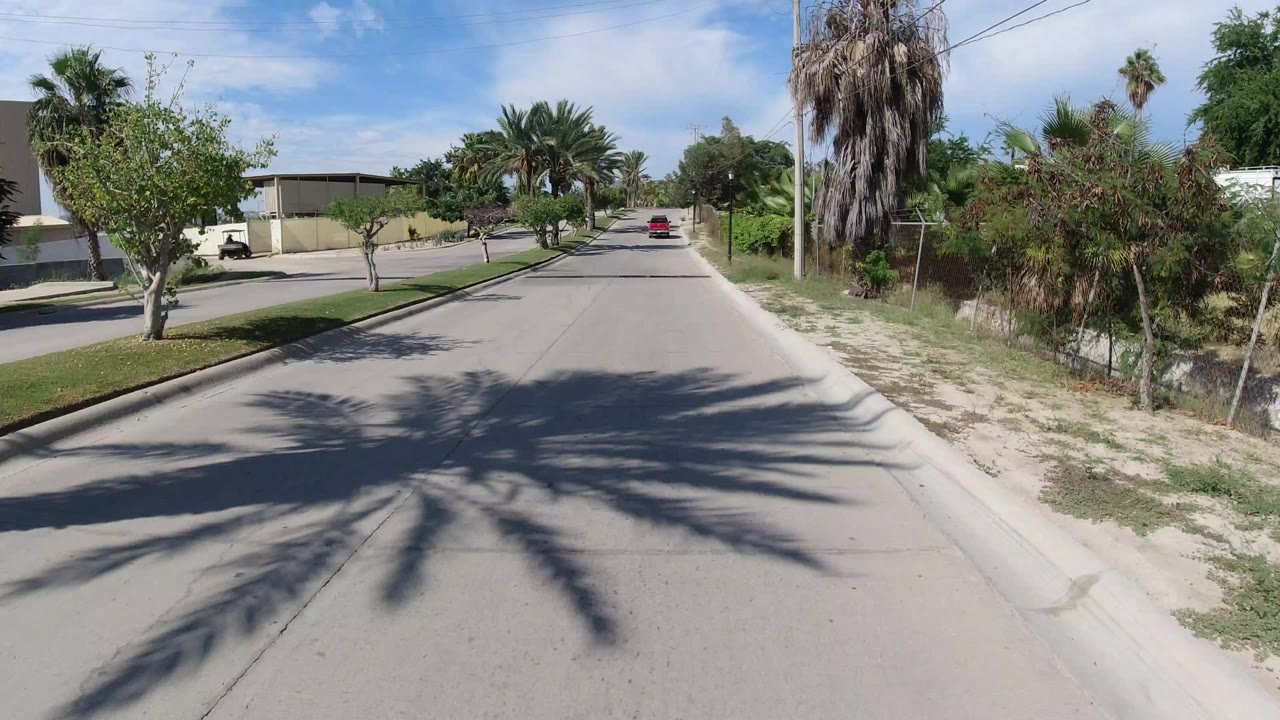 Palm-lined paved road with a distant red car and roadside brush.