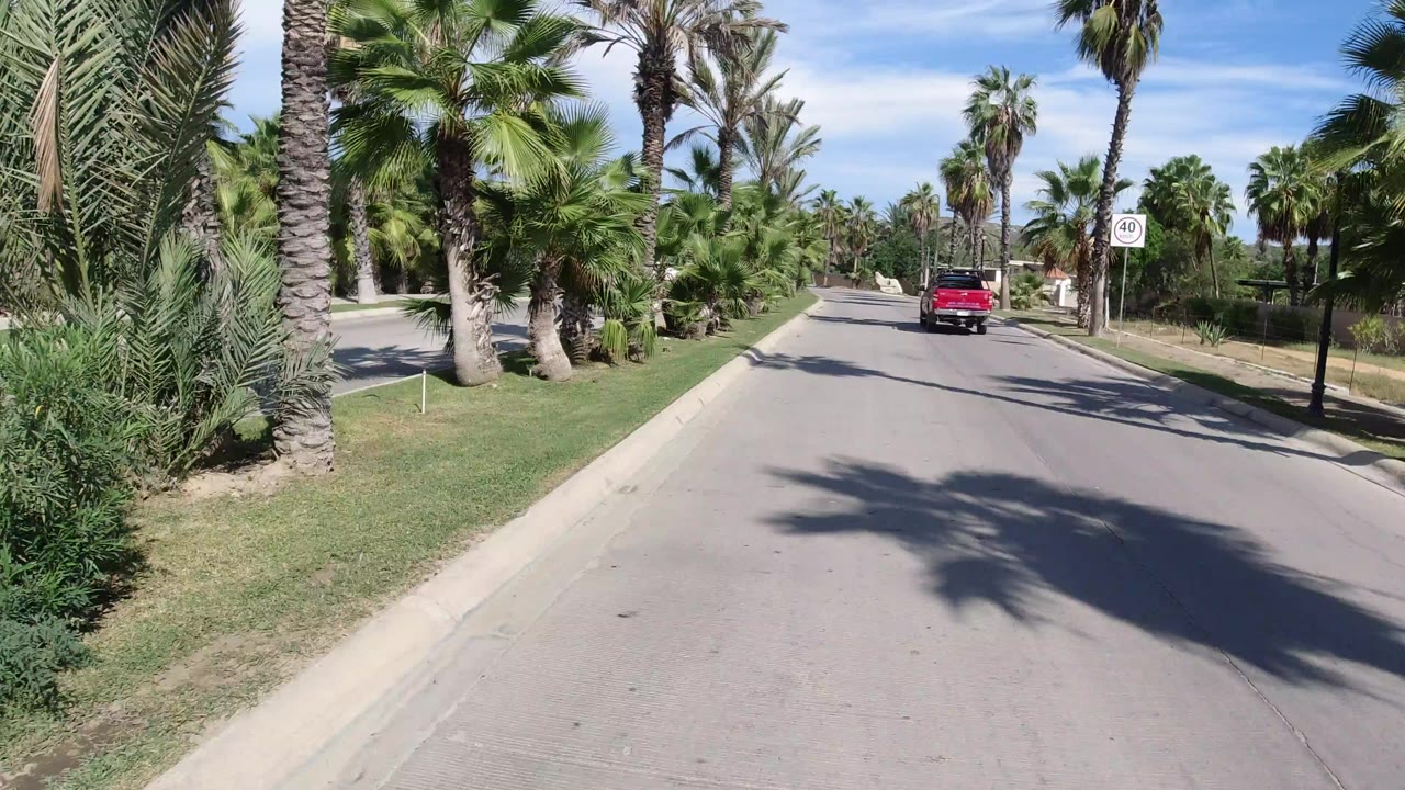 Palm-lined street with a red van ahead.