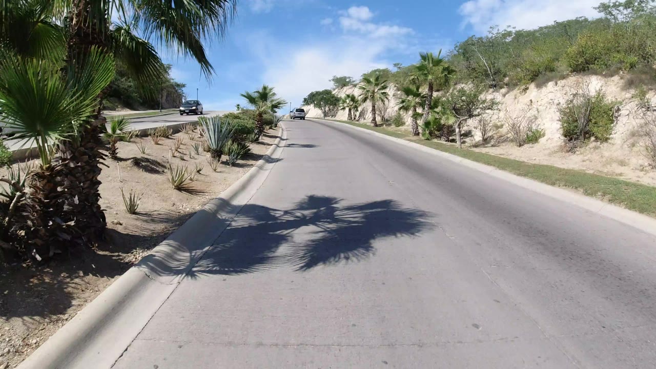 Los Cabos roadway view with a large palm trunk near the foreground, planted median-style landscaping, a pale hillside to the right, distant cars, and no visible people.