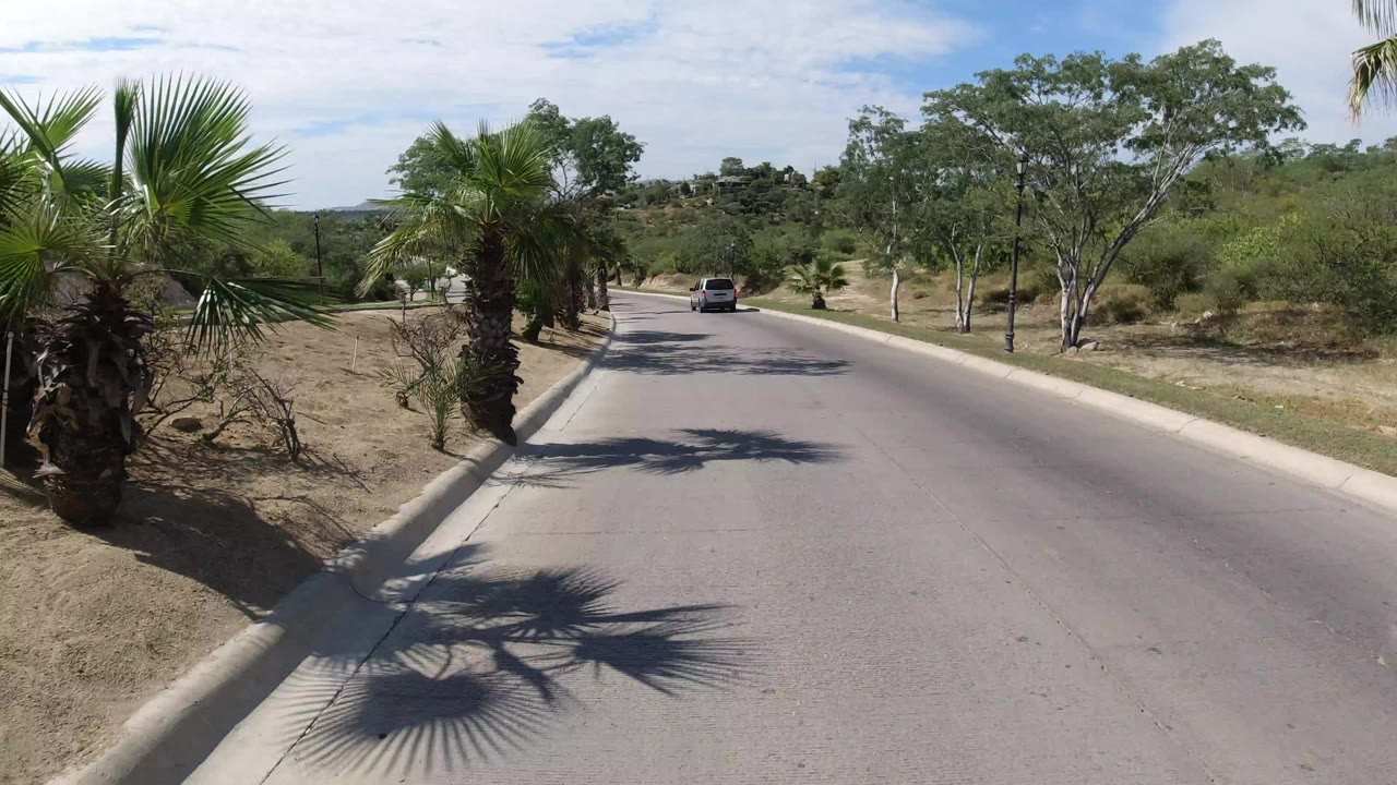 Palm-lined road with a dark vehicle ahead and dry roadside plants.