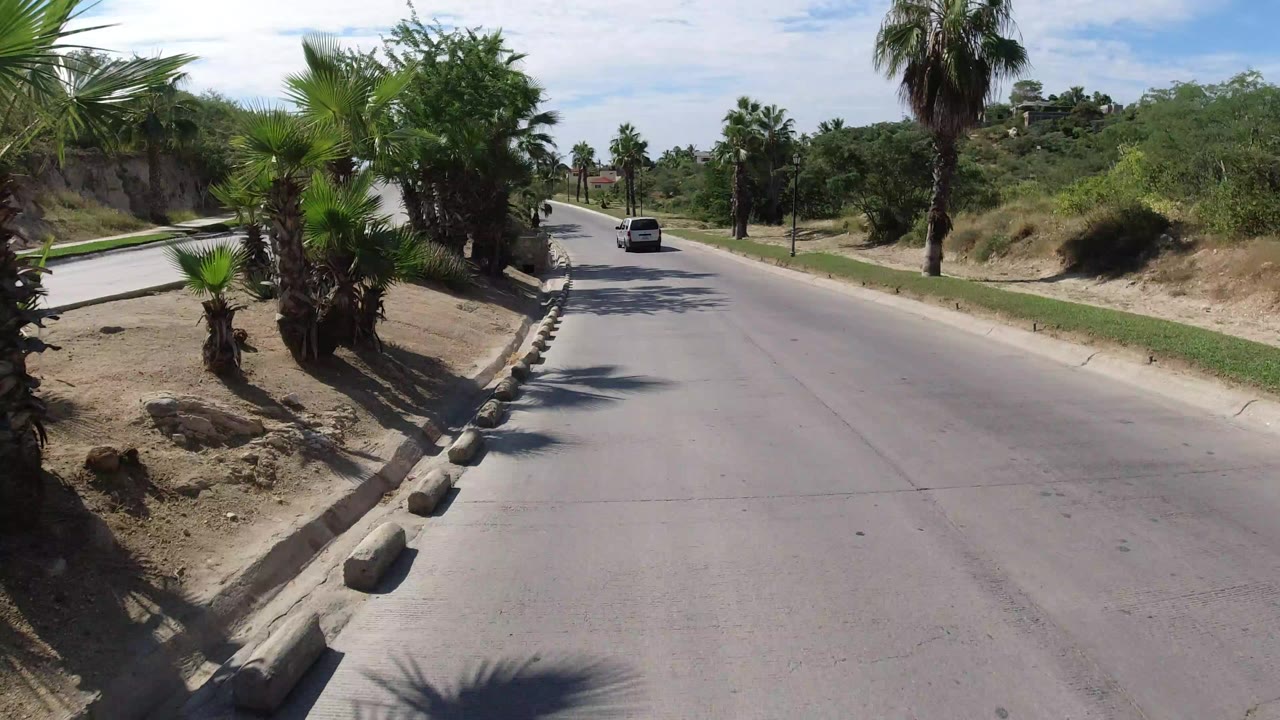 Wrangler driving away on a palm-lined road