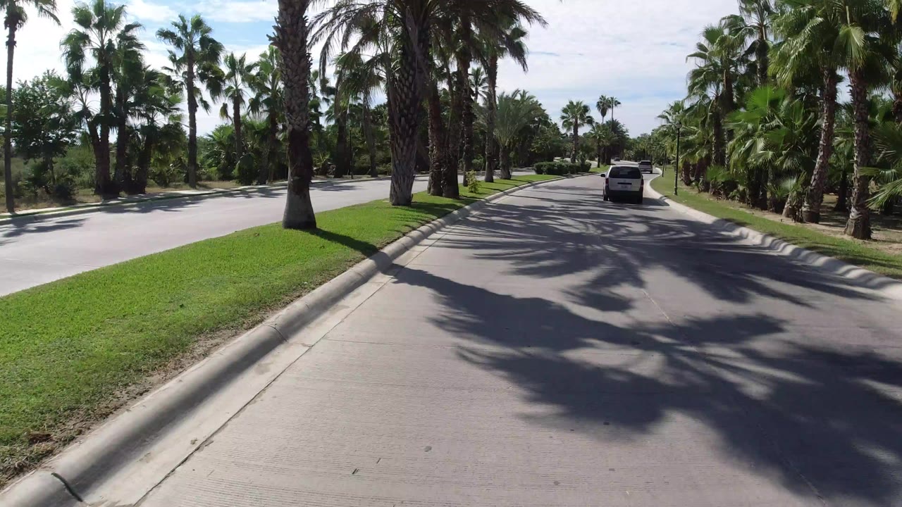 White SUV driving on a palm-lined road