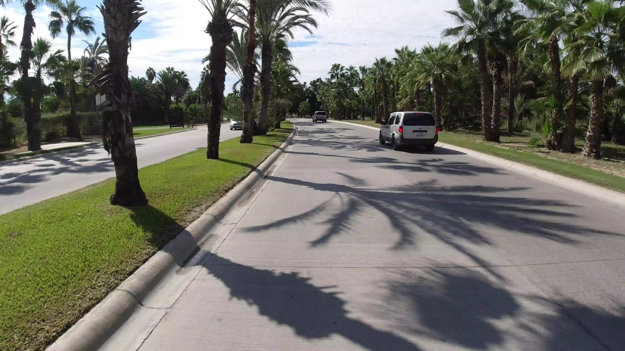 White van on a palm-lined paved road with long shadows.