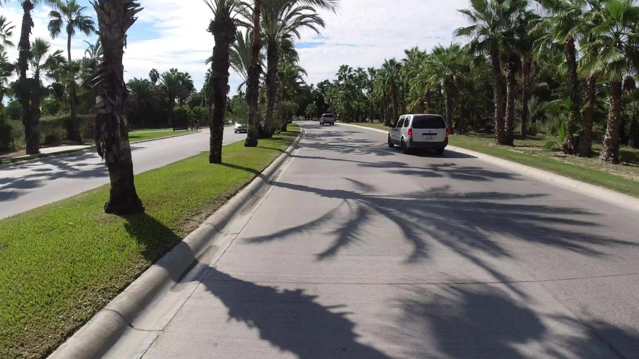 The van remains centered on the Los Cabos road as tall palms and trimmed grass frame both sides, with no visible people in the scene.