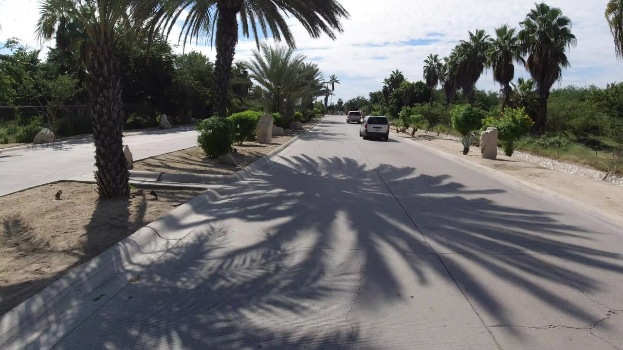 The Los Cabos road continues straight ahead with a white vehicle in the lane, dense greenery to the right, palms to the left, and no visible people.