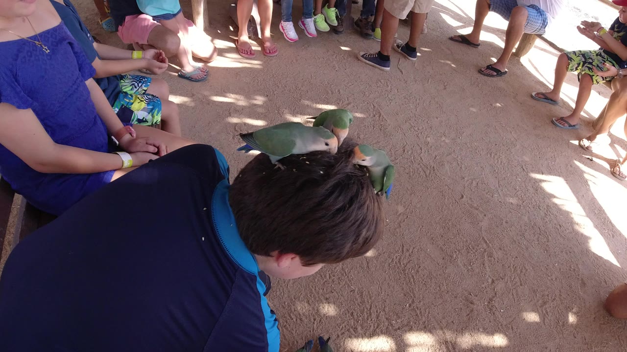 Small birds perched on a child's head while children sit nearby.