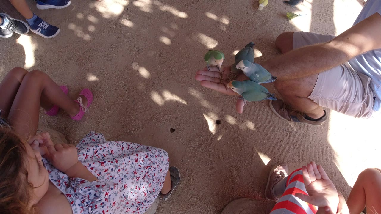 Overhead view of children and adults around small birds on a hand.