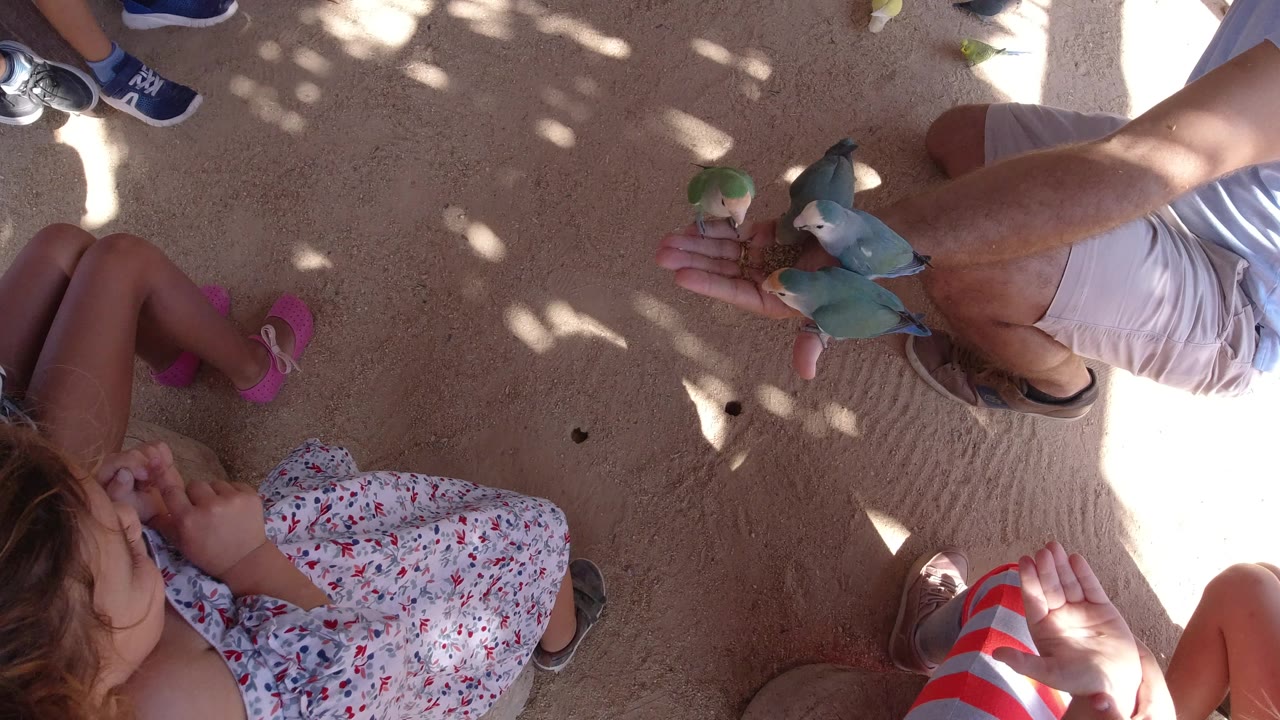 A child in a floral dress and nearby adults look down as small birds sit together on a person's hand in Los Cabos.