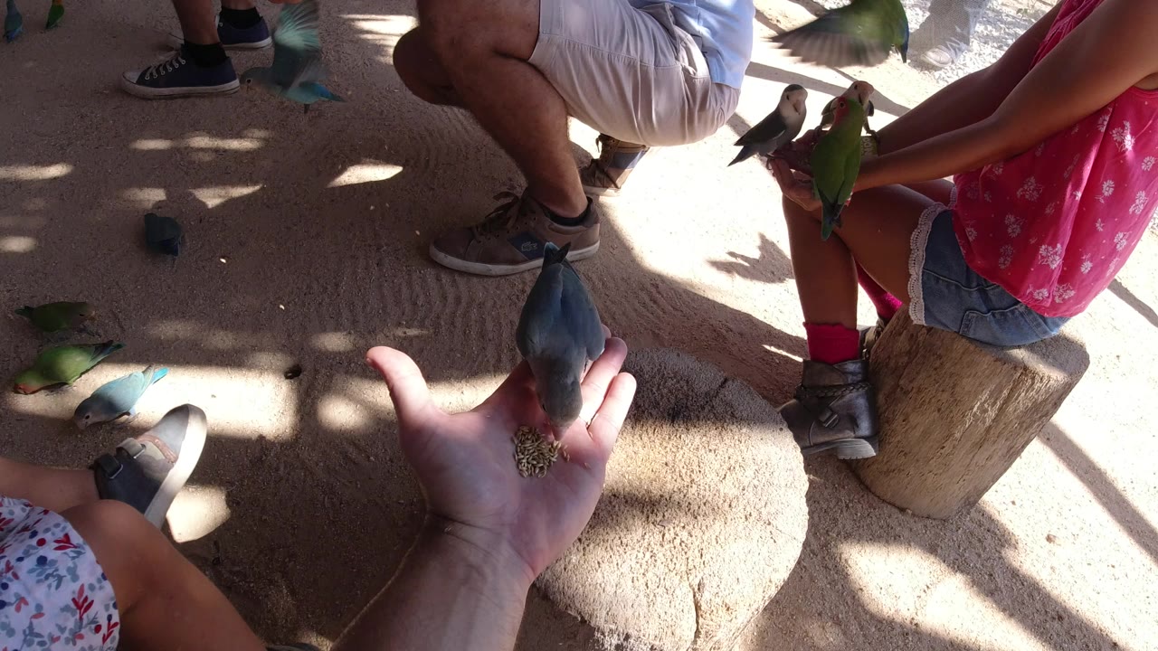 In Los Cabos, Mexico, a green and gray parrot stands on an open palm holding birdseed while nearby legs, shoes, and a child in a floral dress frame the shaded ground.