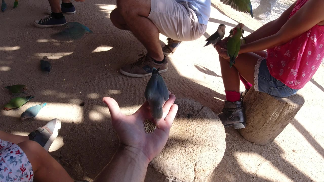 In Los Cabos, Mexico, an outstretched palm holds birdseed while several green and blue-toned parrots remain on the ground and a seated person in a pink top holds another bird at right.