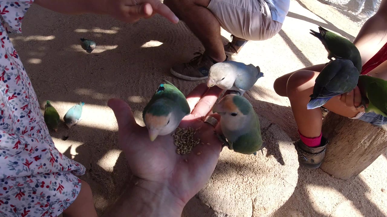 In Los Cabos, Mexico, several small parrots gather around an open hand holding seed while children's legs, adult legs, sandy ground, and patterned clothing fill the close overhead frame.