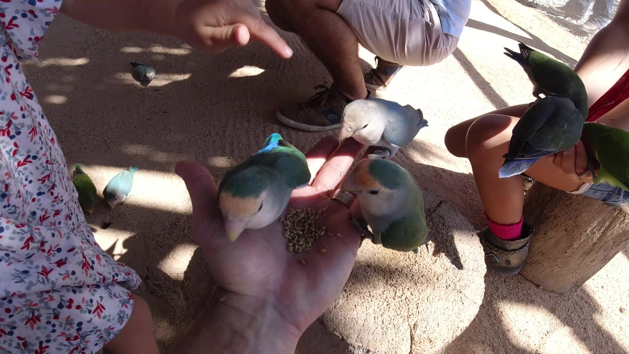 In Los Cabos, Mexico, a green parrot and a pale white parrot feed near a palm full of seed while a child sits close by and sun patches fall across the sandy floor.