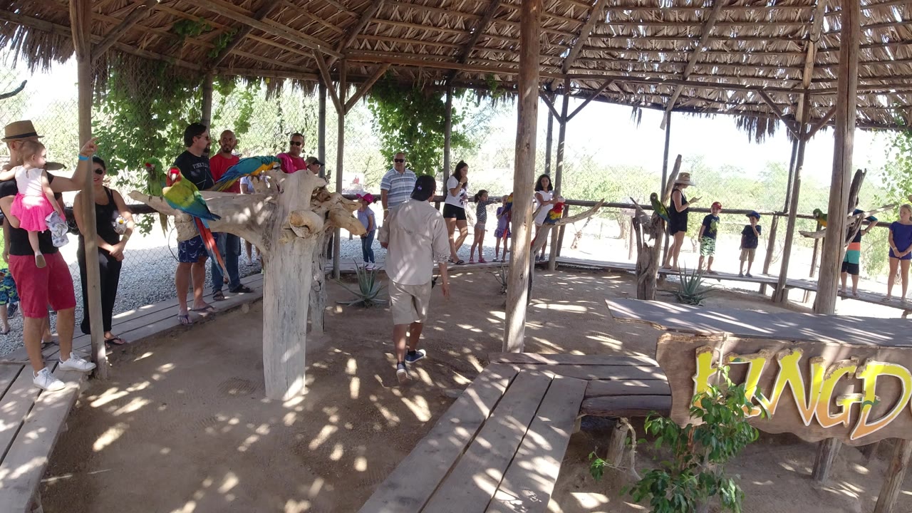 A wide view in Los Cabos, Mexico shows visitors near the bird perch, wood railings, and a partial KINGD sign in the shaded foreground.