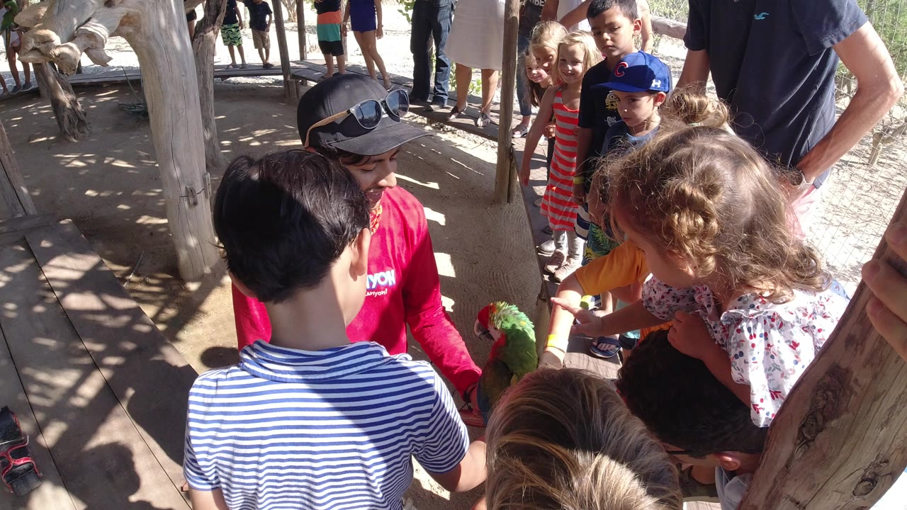 In Los Cabos, Mexico, several children and adults cluster around a bright green parrot beneath a wooden shade structure at the start of the clip.