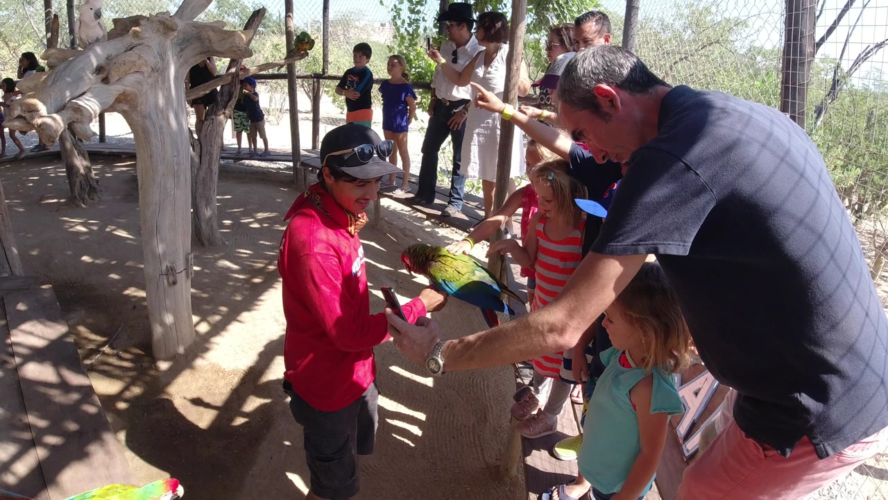 In Los Cabos, Mexico, a handler in a red shirt holds a green and blue bird near children and adults gathered beside a wooden perch structure and mesh fencing.