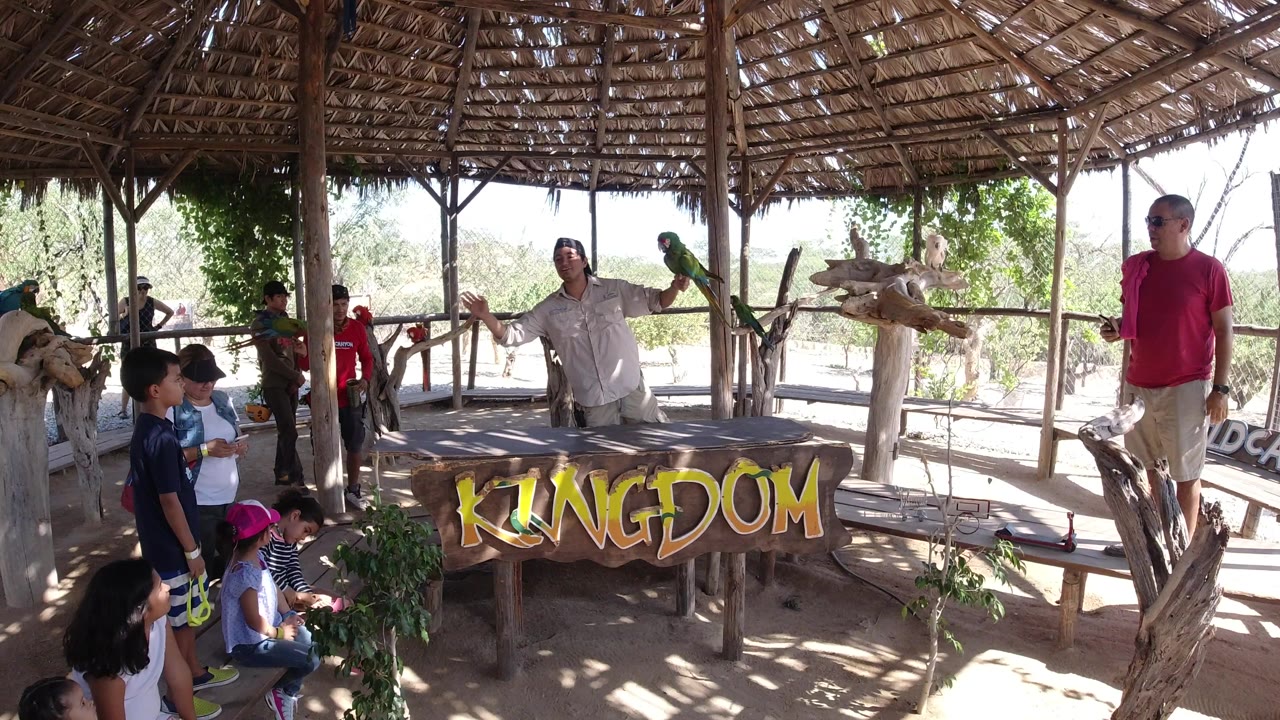 In Los Cabos, Mexico, the handler keeps the green parrot on his arm while children watch from the left and a man in a red shirt stands at the right.
