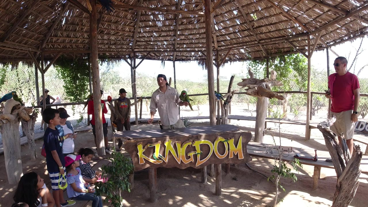 People watch a parrot show under a thatched shelter.
