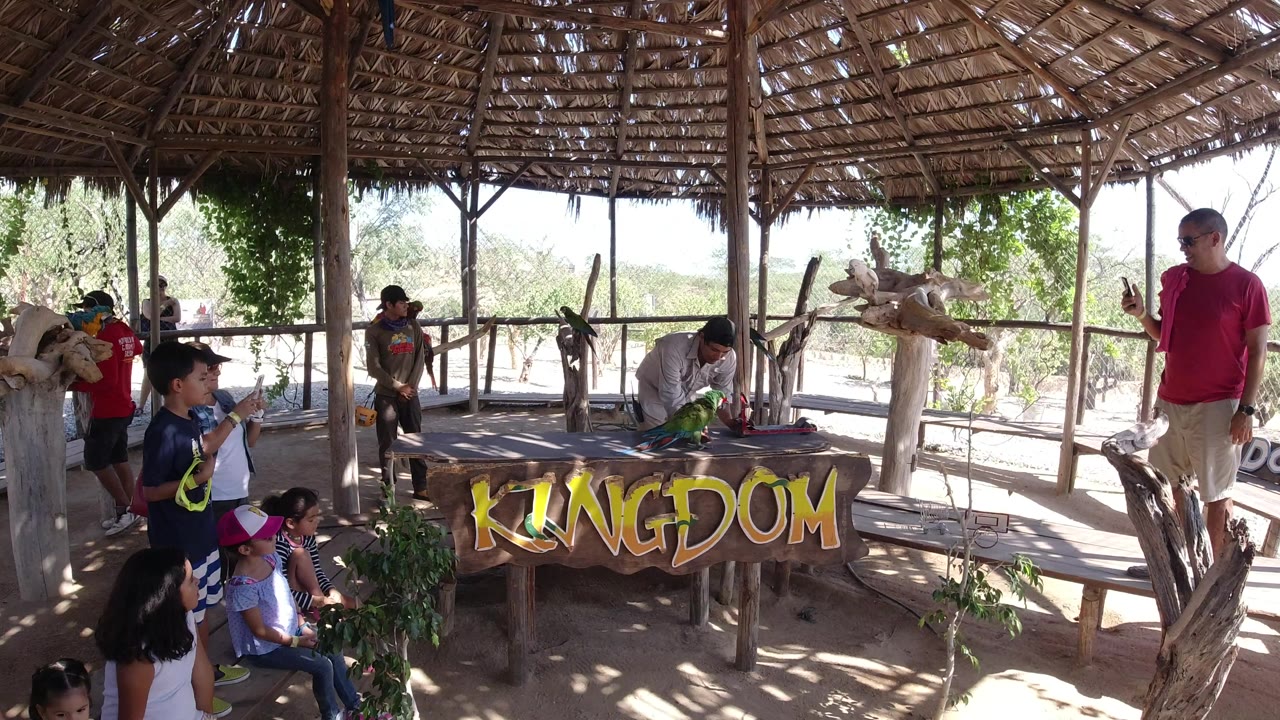 Children watch a parrot show under a thatched shelter.