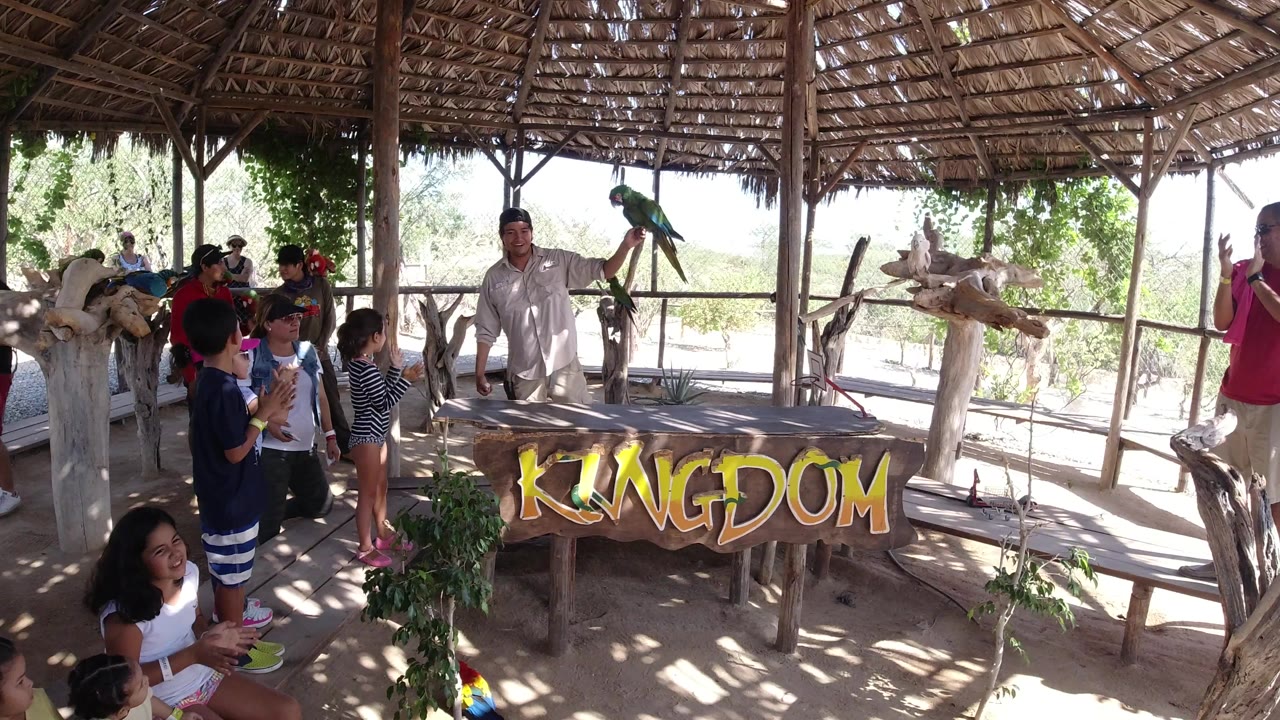 In Los Cabos, a guide in light clothing holds a green parrot near the center of the shelter while children watch beside the wooden table and KINGDOM sign.