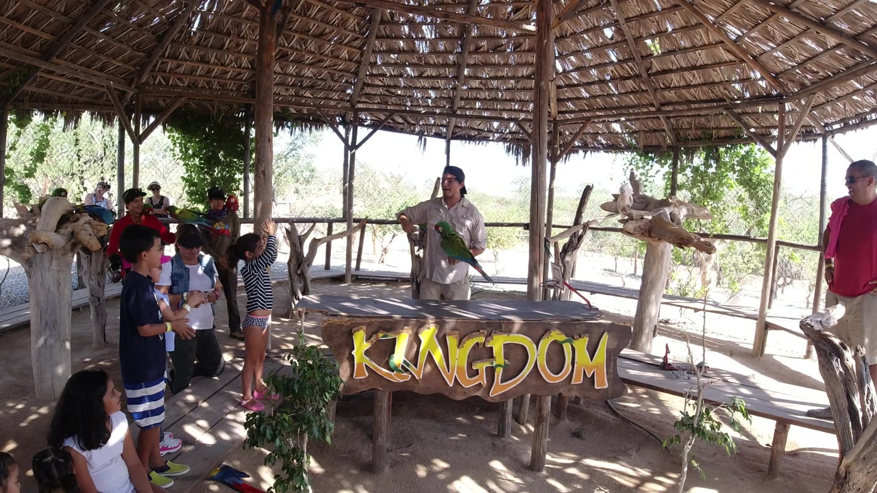 In Los Cabos, Mexico, the handler stands near the center with the macaw on his arm while audience members look on beside a large KINGDOM sign.