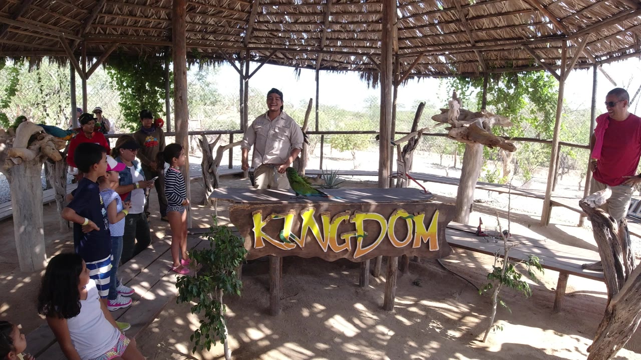 In Los Cabos, Mexico, the man stands centered behind the table while the green parrot remains near the front edge and children watch from the left side.