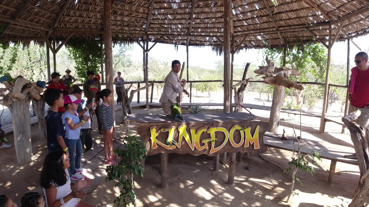 A green parrot sits on the display table while children and visitors watch from the side inside the shaded Los Cabos safari-style shelter.