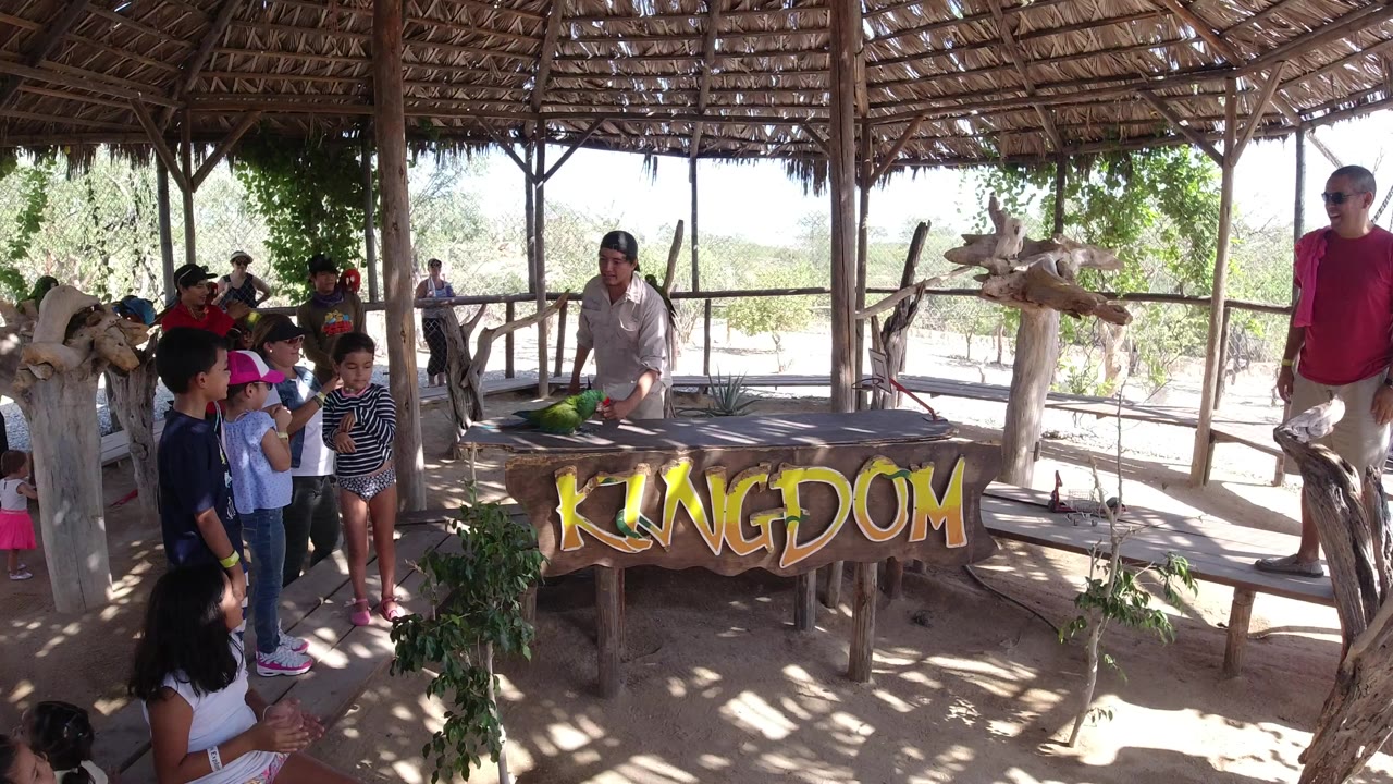 Parrot handler at a wooden table with children watching under a thatched shelter.