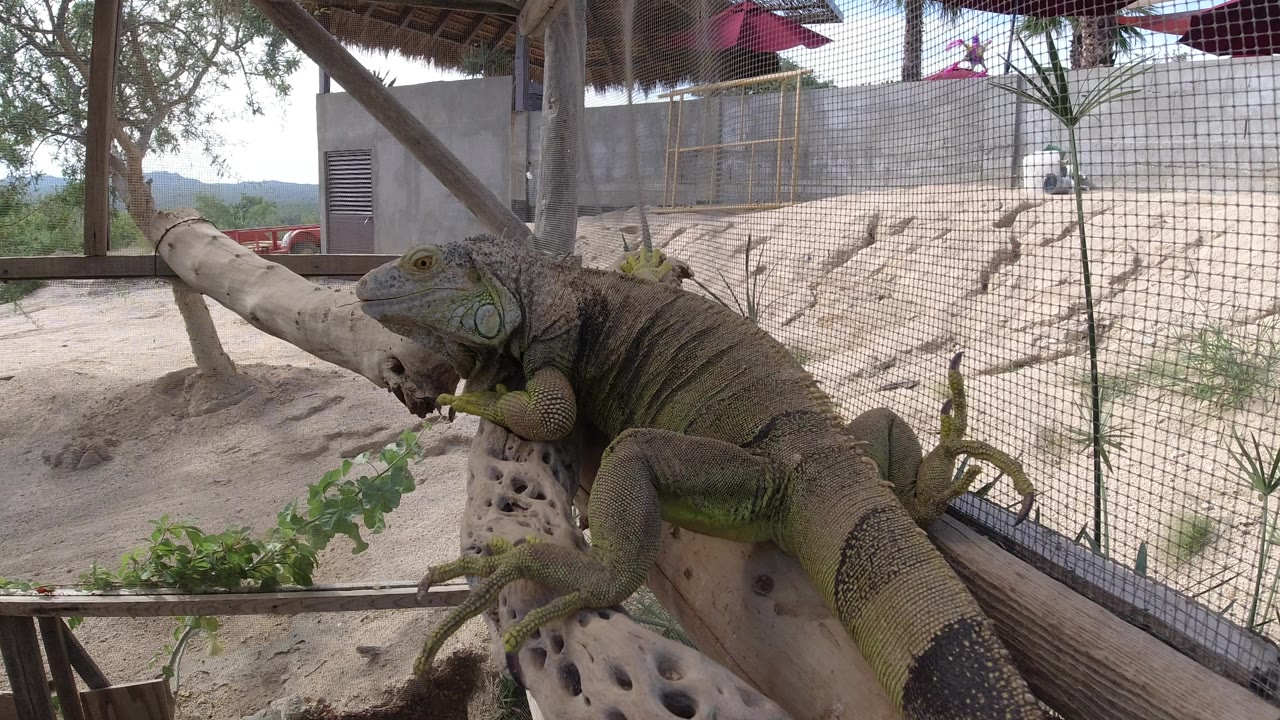 Large green reptile rests lengthwise on a pale branch in a sandy outdoor enclosure in Los Cabos, Mexico, with wire mesh and no visible people.