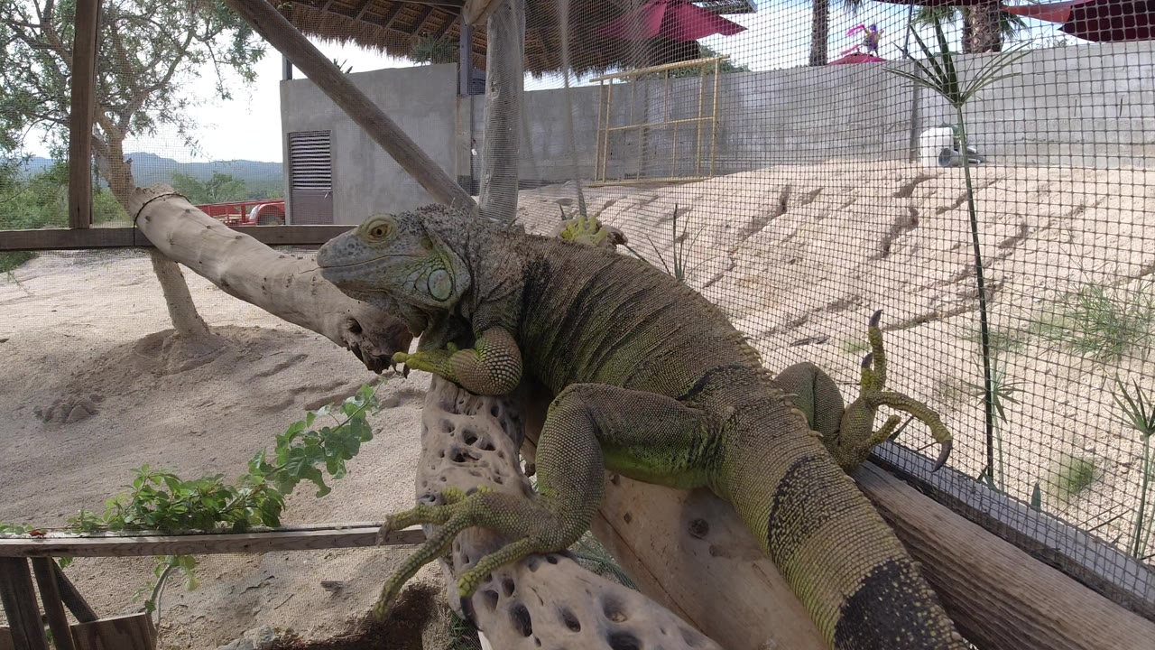 Close view of a green reptile resting on a branch in an enclosure.