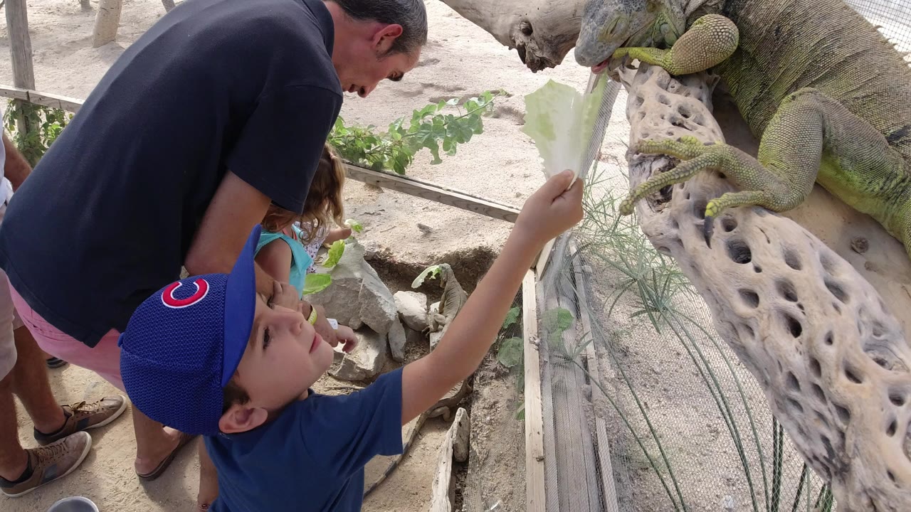 In Los Cabos, Mexico, a boy in a blue cap stretches leafy food toward a large iguana perched on a pale branch while an adult leans over him.