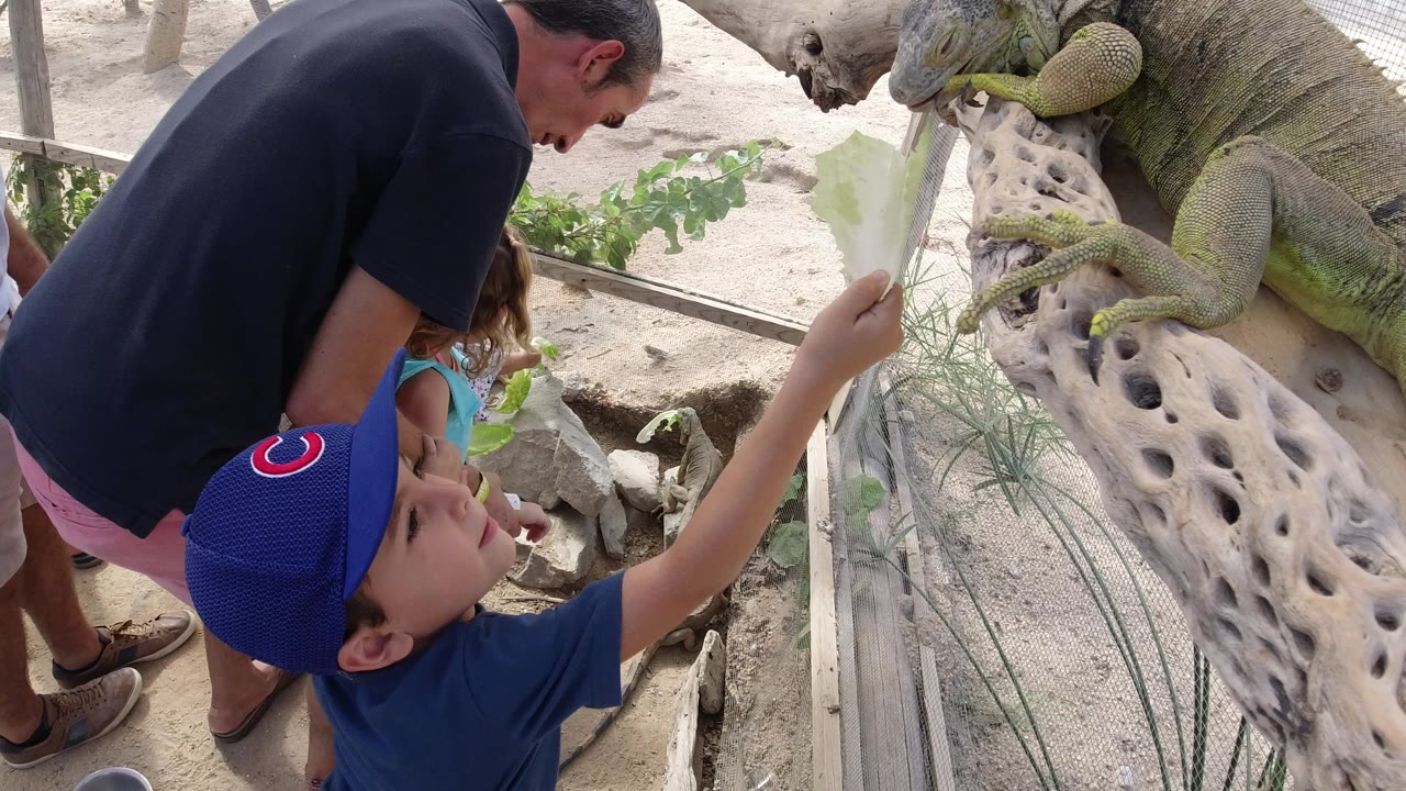 The boy keeps his arm raised toward the iguana on the branch, with the man bending in close and the enclosure mesh and sandy ground visible behind them in Los Cabos, Mexico.