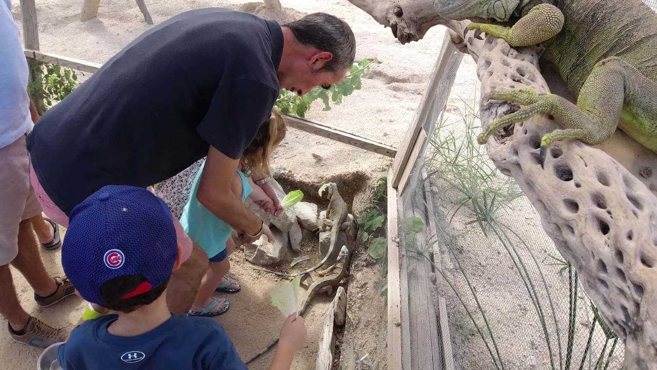 Children and adults gather beside the iguana enclosure as the animal rests on a branch.