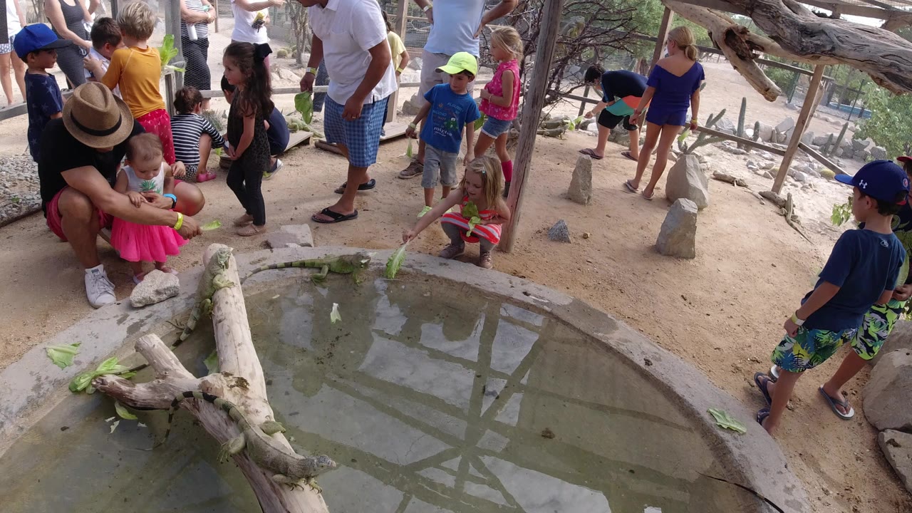Adults and children in Los Cabos, Mexico gather around a shallow concrete water enclosure with branches, rocks, sandy ground, and fencing in the background.
