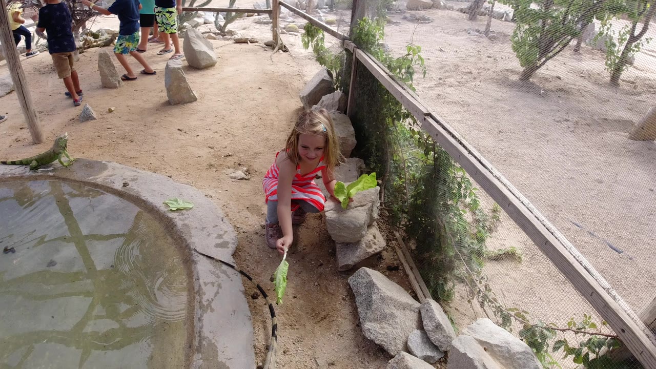 In Los Cabos, Mexico, a young girl crouches beside a shallow zoo pond holding lettuce while a large lizard rests near the water and visitors stand behind her.
