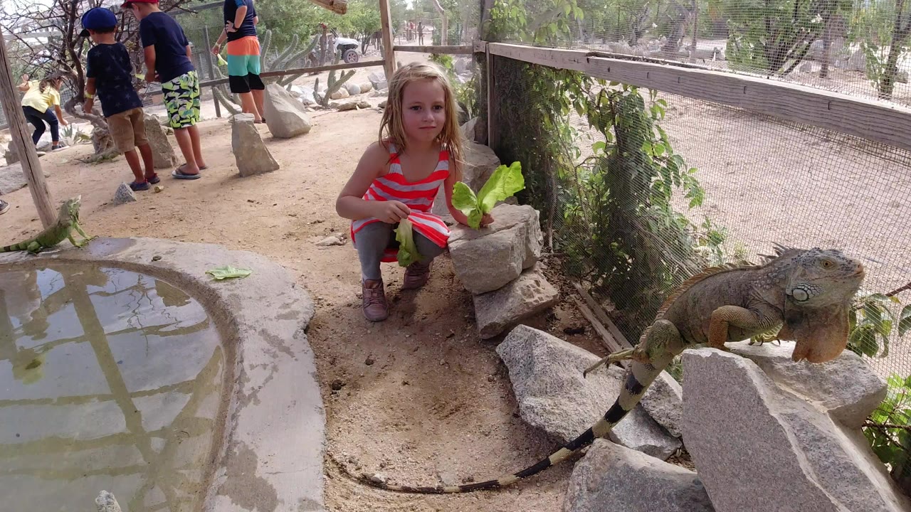 Girl crouching near a large lizard beside a small water feature.