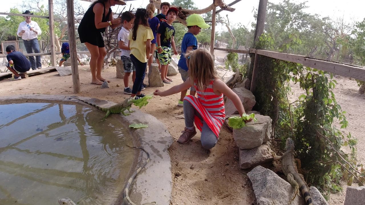 Children and adults near a pond with iguanas on rocks.
