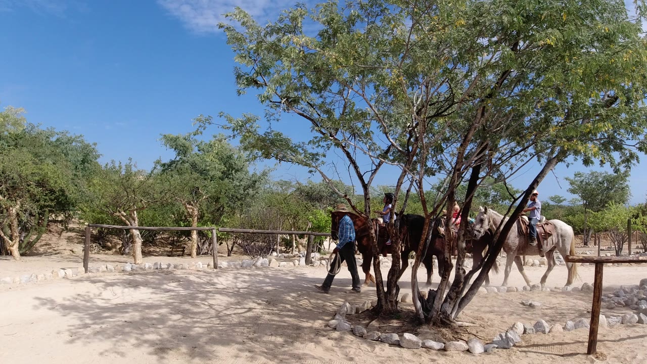 Horses and riders passing behind a small tree on a sandy path