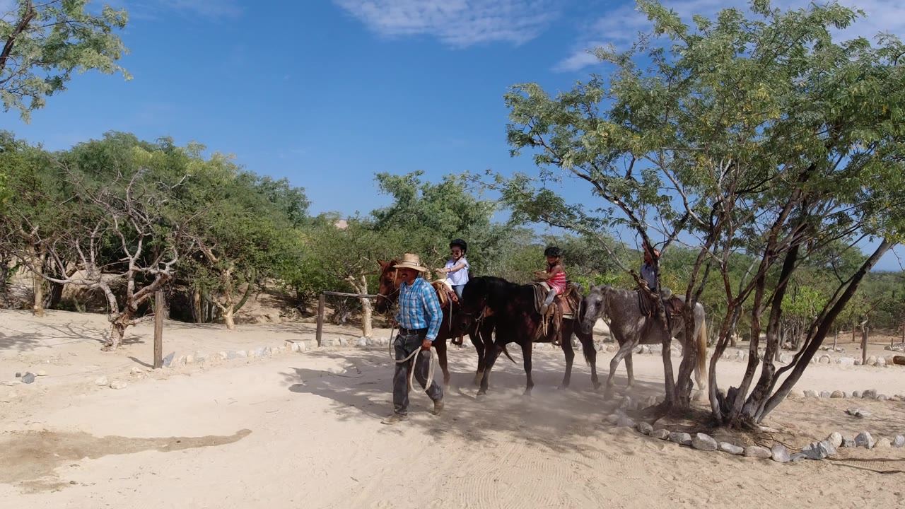 The riders move farther along the Los Cabos trail, with the guide near the front, children seated on brown and gray horses, and tree branches framing the bright sky.