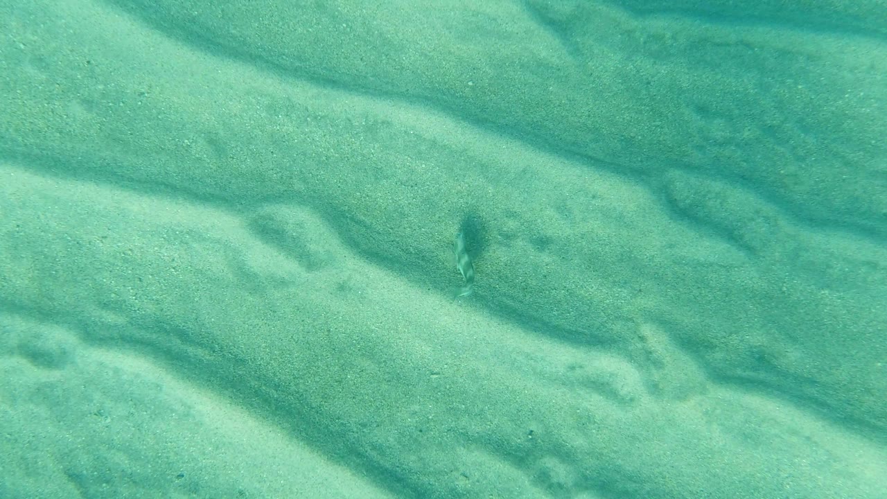 Small dark fish-like shape near a sandy depression underwater.